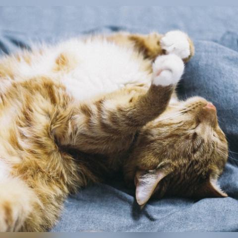 (猫咪怎么度过夏天)夏季宠物必备小妙招：如何让你的猫咪轻松解暑，保持凉爽健康