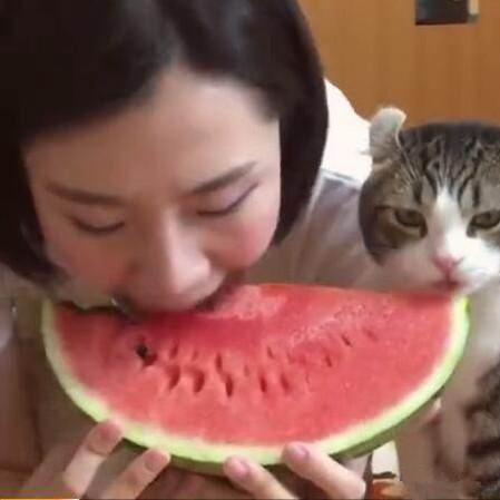 (猫咪怎么度过夏天)夏季宠物必备小妙招：如何让你的猫咪轻松解暑，保持凉爽健康
